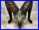 -Bronze Big Horn Sheep Skull, Fred Boyer Artist, Rare, 1998 Signed