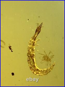 Burmese burmite Cretaceous rare big fly larva insect fossil amber Myanmar