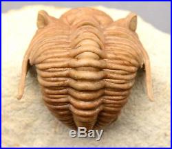 CHASMOPS ODINI Trilobite Russia FACET EYES VERY RARE BIG