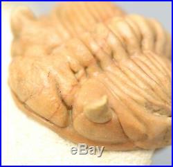 CHASMOPS ODINI Trilobite Russia FACET EYES VERY RARE BIG