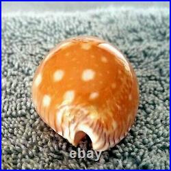 Cypraea Guttata guttata #12 51.5mm BIG-SPOTTED RARE BEAUTY from the Philippines