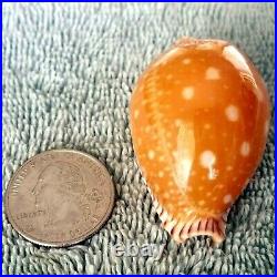 Cypraea Guttata guttata #12 51.5mm BIG-SPOTTED RARE BEAUTY from the Philippines
