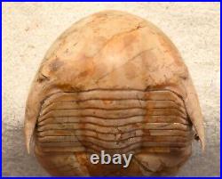 DYSPLANUS CENTROTUS Trilobite Russia VERY RARE with THICK SPINES BIG SIZE