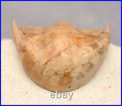DYSPLANUS CENTROTUS Trilobite Russia VERY RARE with THICK SPINES BIG SIZE