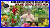 Exotic New Rare Fruits Collection Part 1 Fruits Collection Best Plants Online Garden Plants