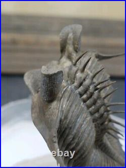Flying Erbenochile Trilobite Morocco Museum Big Eyes Very Rare
