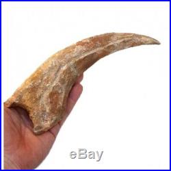 Fossil SPINOSAURUS AEGYPTICUS CLAW DINOSAUR BIG SIZE GRIFFE DINOS FOSSILE rare