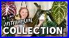 Full Anthurium Collection Tour 50 Plants From Common To Ultra Rare