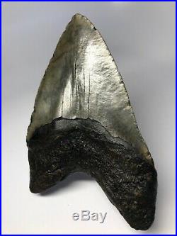 Huge 5.95 Big Megalodon Fossil Shark Tooth Rare Real 3523