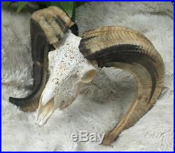 Huge Real Carved Goat Longhorn Animal Skull RARE Big Size Carved Cow Bull Bali