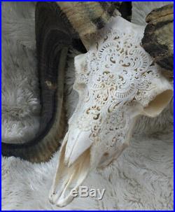 Huge Real Carved Goat Longhorn Animal Skull RARE Big Size Carved Cow Bull Bali