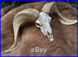Huge Real Carved Goat White Horns Animal Skull RARE Big Size Carved Bull Cow