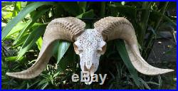 Huge Real Carved Goat White Horns Animal Skull RARE Big Size Carved Bull Cow
