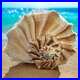 Large Conch Seashell White Brown Pattern Rare Big Ocean Sea Shell Coastal Decor