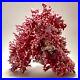 Large Rare Vintage Pink California Hydrocoral (Stylaster californicus)