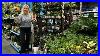 Lowes Houseplant Restock Finding Rare Plants At Lowes Big Box Shopping For Indoor Plants