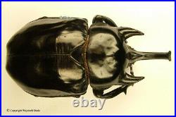 Megasoma janus ramirezorum male, Big 100mm, rare, Colombia, A