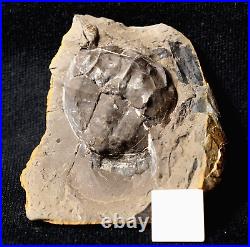 Museum Rare very big full 3D horseshoe crab E rotundatus not Mazon Creek from UK