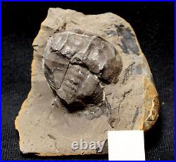 Museum Rare very big full 3D horseshoe crab E rotundatus not Mazon Creek from UK