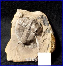 Museum Rare very big full 3D horseshoe crab E rotundatus not Mazon Creek from UK