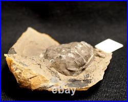 Museum Rare very big full 3D horseshoe crab E rotundatus not Mazon Creek from UK