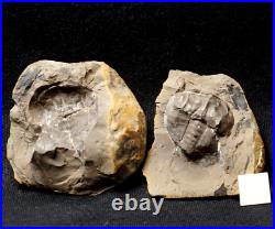 Museum Rare very big full 3D horseshoe crab E rotundatus not Mazon Creek from UK