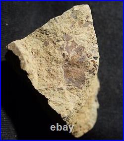 Museum complete rare big Silurian enigmatic earliest know Parka sp. Land plant