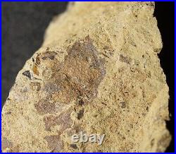 Museum complete rare big Silurian enigmatic earliest know Parka sp. Land plant