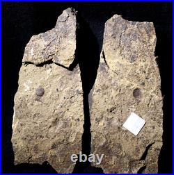 Museum grade rare big Silurian enigmatic round oldest land plant Pachytheca