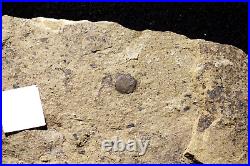 Museum grade rare big Silurian enigmatic round oldest land plant Pachytheca