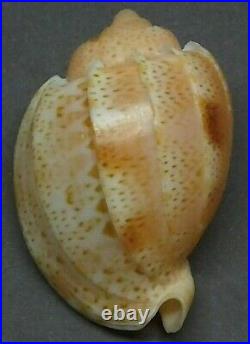 NEW YEAR SALE! AUSTROHARPA PUNCTATA 37.6 mm. TOP, BIG, RARELY LIVE COLLECTED