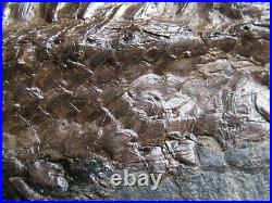 PLATE WITH ULTRA RARE BIG (17cm) FISH FOSSIL. MESSEL. GERMANY. Nº22