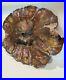 Petrified Wood Slab Polished Slice From Northern Arizona Rare Art Big 18 lb USA