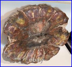 Petrified Wood Slab Polished Slice From Northern Arizona Rare Art Big 18 lb USA