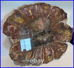 Petrified Wood Slab Polished Slice From Northern Arizona Rare Art Big 18 lb USA