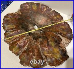 Petrified Wood Slab Polished Slice From Northern Arizona Rare Art Big 18 lb USA