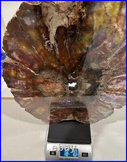 Petrified Wood Slab Polished Slice From Northern Arizona Rare Art Big 18 lb USA