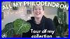 Philodendron Collection Tour So Many New Cool Plants Plant With Roos