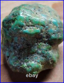 RARE BIG 137 grams Carico Lake NV Turquoise Pseudomorph Clam Gem Grade Specimen