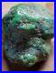 RARE BIG 137 grams Carico Lake NV Turquoise Pseudomorph Clam Gem Grade Specimen