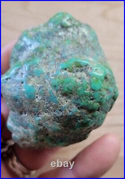 RARE BIG 137 grams Carico Lake NV Turquoise Pseudomorph Clam Gem Grade Specimen