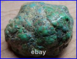 RARE BIG 137 grams Carico Lake NV Turquoise Pseudomorph Clam Gem Grade Specimen