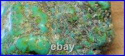 RARE BIG 137 grams Carico Lake NV Turquoise Pseudomorph Clam Gem Grade Specimen