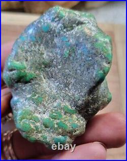 RARE BIG 137 grams Carico Lake NV Turquoise Pseudomorph Clam Gem Grade Specimen