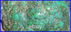 RARE BIG 137 grams Carico Lake NV Turquoise Pseudomorph Clam Gem Grade Specimen