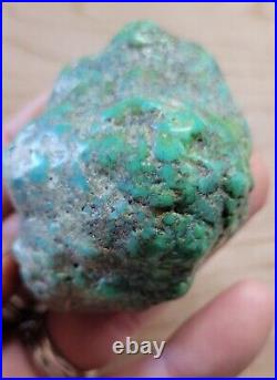 RARE BIG 137 grams Carico Lake NV Turquoise Pseudomorph Clam Gem Grade Specimen