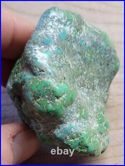 RARE BIG 137 grams Carico Lake NV Turquoise Pseudomorph Clam Gem Grade Specimen