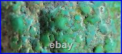 RARE BIG 137 grams Carico Lake NV Turquoise Pseudomorph Clam Gem Grade Specimen