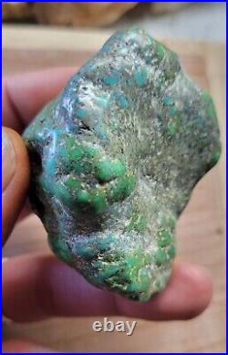 RARE BIG 137 grams Carico Lake NV Turquoise Pseudomorph Clam Gem Grade Specimen