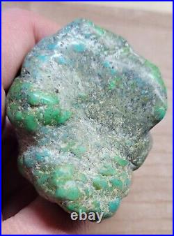 RARE BIG 137 grams Carico Lake NV Turquoise Pseudomorph Clam Gem Grade Specimen